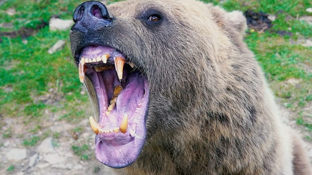 Póster de ¿Cómo funciona la Tierra?