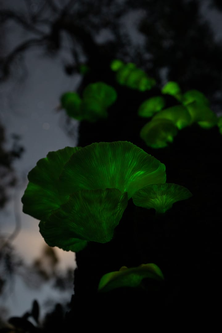 Póster de Islas: laboratorios de la naturaleza