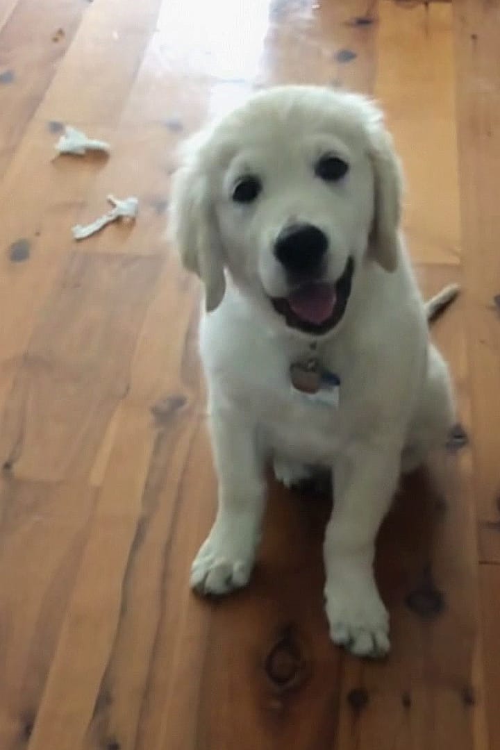 Póster de Guerra de vecinos