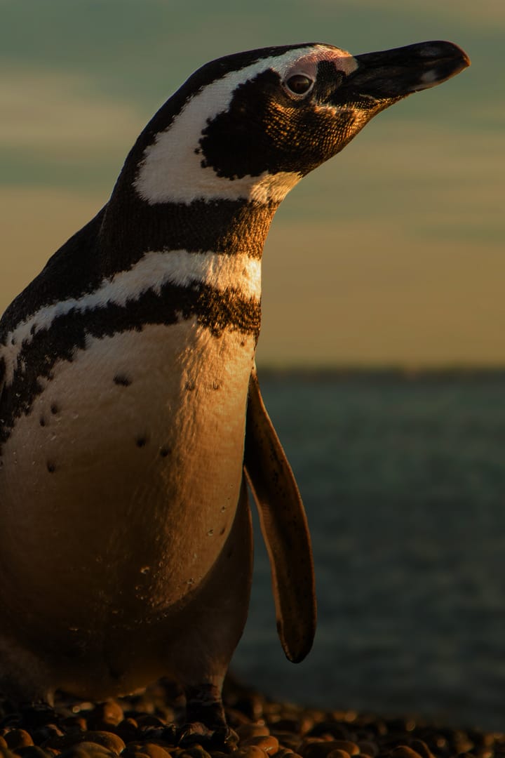Póster de Edén: paraísos remotos