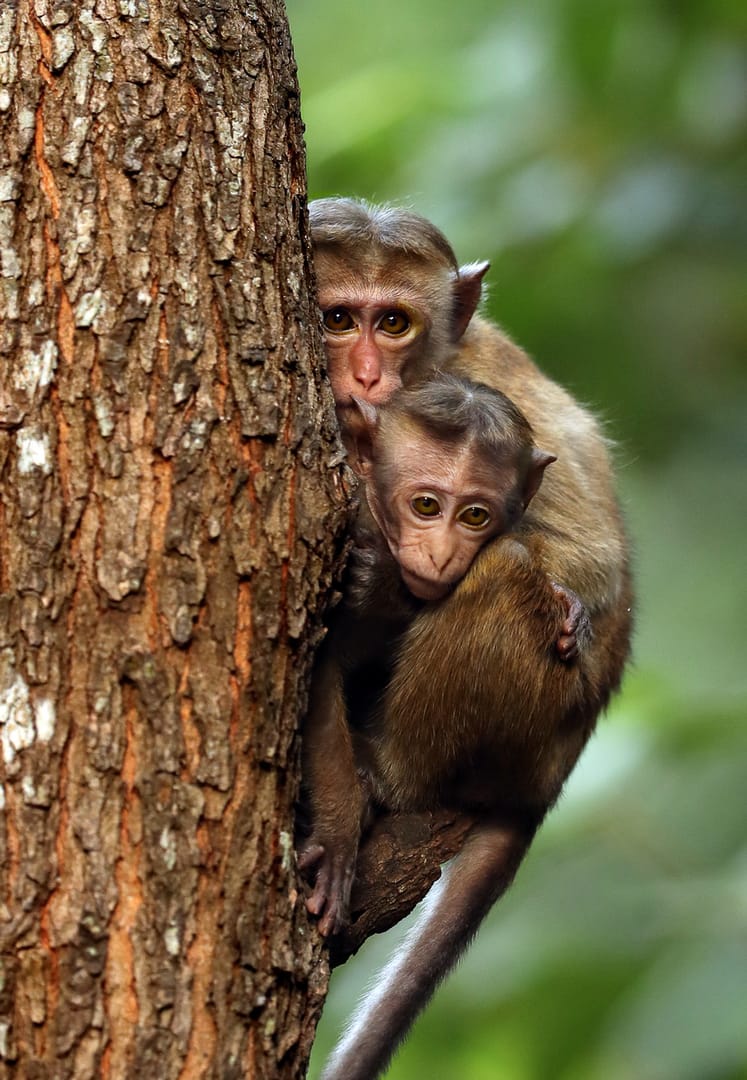 Póster de Islas: laboratorios de la naturaleza